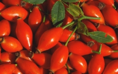 Hagebuttenpulver Wildsammlung, 1600 g